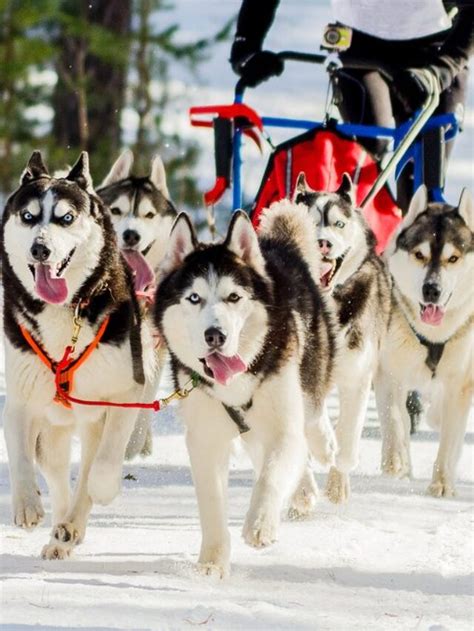 Top 9 Adorable And Best Sled Dog Breeds Petcare
