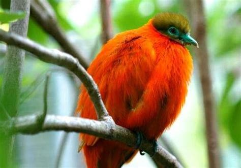 10 Best Images About Fiji Birds On Pinterest Sri Lanka Fiji And New
