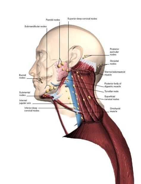 Lymph Nodes In Back Of Neck Picture Human Anatomy Chart Sjogrens