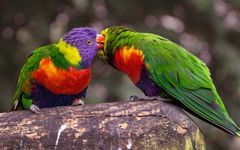 Download Wallpapers Lovebird Parrots Tropical Birds Beautiful Green