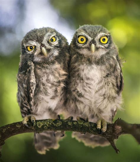 Amazing Pictures Show Annoyed Owl Making Faces Nature News