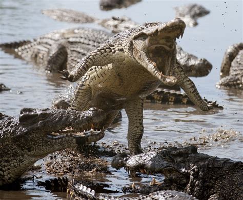 🔥 Critically Endangered Cuban Crocodile Jumping Crocodiles Reptiles