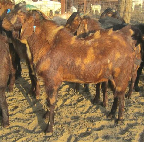 Sirohi Goat Characteristics Origin Uses Facts