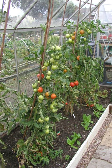 The List Of 20 Growing Tomatoes In A Greenhouse