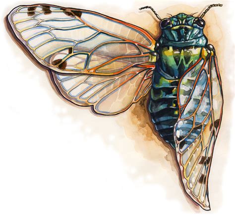 Pin By Gil 28 On Arte Cicada Art Cicada Tattoo Insect Art