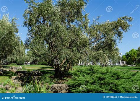 Beautiful Olive Trees Olea Europaea In Relic 200 Year Old Olive Grove