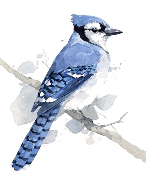 Blue Jay Watercolor Art Print Bird Watercolor Paintings Watercolor