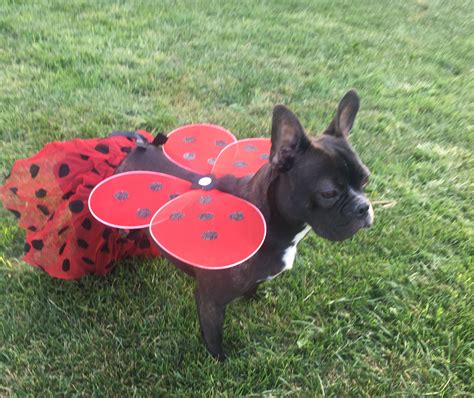 A wide variety of french bulldog clothes options are available to you, such as material, apparel & accessory type, and style. French bulldog puppy - frenchie - lady bug costume - diy ...
