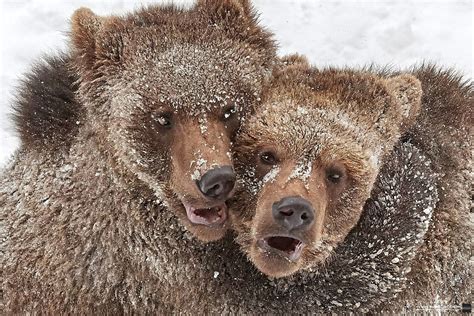 Hugging Bears Bear Grizzly Bear Brown Bear