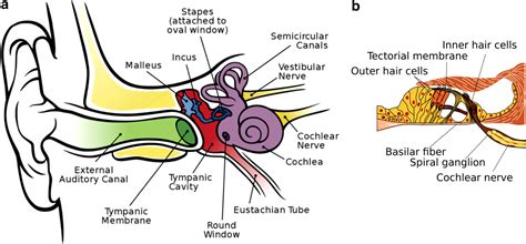 Ear Anatomy Neumonic