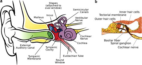 A New Approach To Treating Neurodegenerative Otologic Disorders