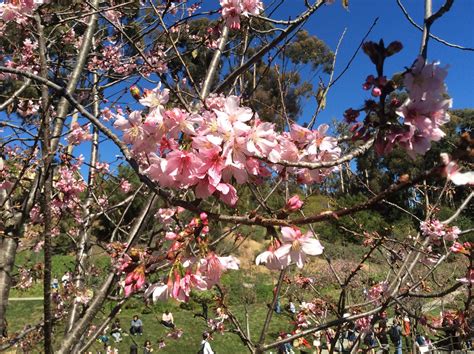 San Diego Japanese Garden Cherry Blossom Festival Tech