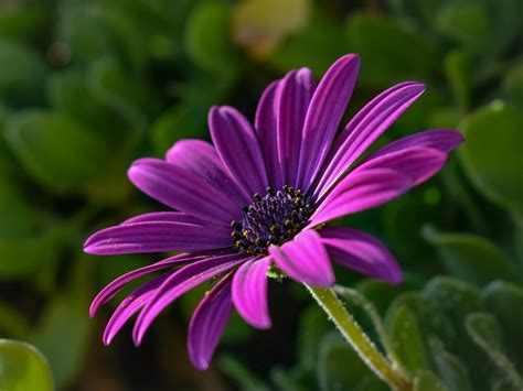 African Daisy Osteospermum Flower Free Photo On Pixabay Pixabay