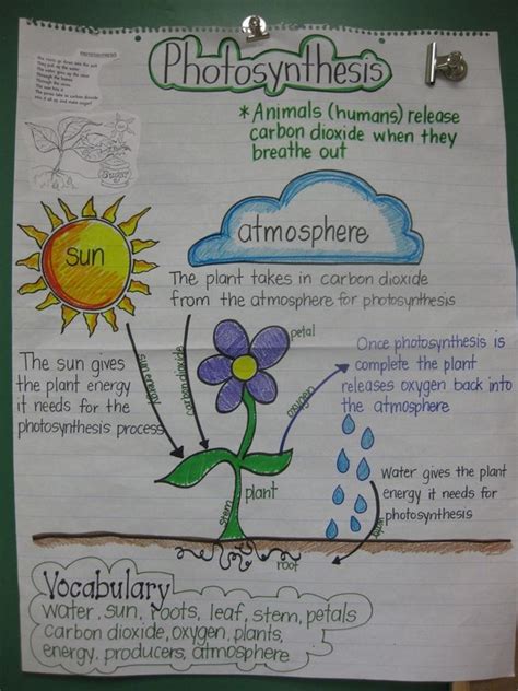 Photosynthesis Ms Jeffcoats 5th Grade Science Class