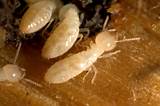 Photos of Finding Hidden Termite Damage