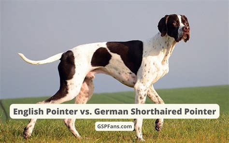 English Pointer Vs German Shorthaired Pointer Gspfans