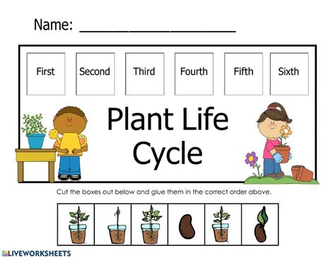 Plant Life Cycle Interactive Worksheet Printable Worksheets