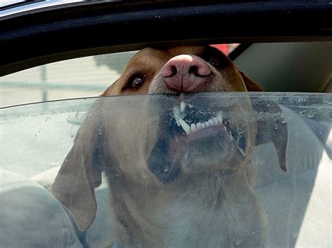 Online shopping in canada at walmart.ca. Smashing Car Windows Is Now Legal In Florida To Save Pets ...