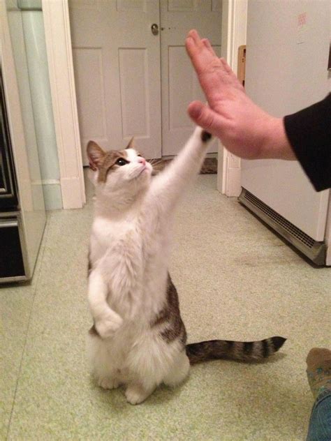 High Five D Cute Cats Hq Pictures Of Cute Cats And Kittens Free