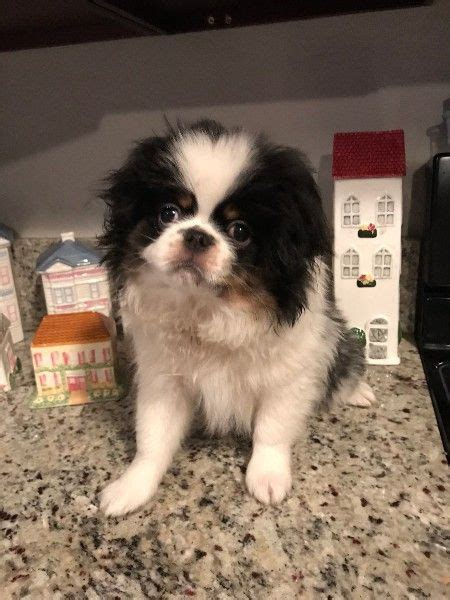 Japanese Chin Puppies For Sale Los Angeles Ca 263774