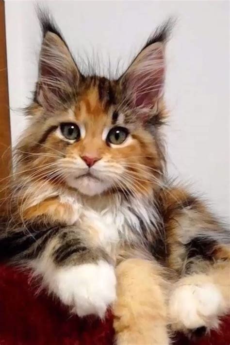 7 Fun Facts About Maine Coon Cats 🐱 Catsandkittens Cats And