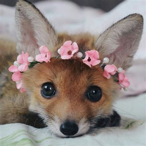 A Subreddit For Cute And Cuddly Pictures Pet Fox Animals Beautiful