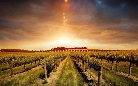 Vineyard Landscape Wallpapers Top Free Vineyard Landscape Backgrounds