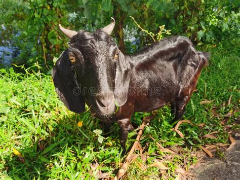 Goatblack Goat Look At The Camera Stock Image Image Of Pasture Cameraportrait 229131825
