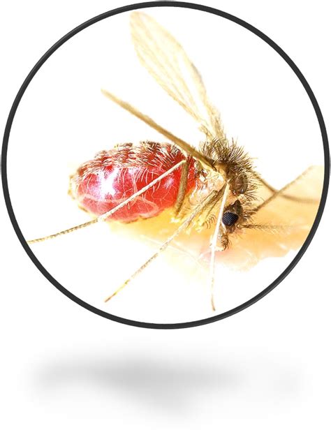 What Do Gnats Look Like؟ Full Guide Bites Treatment And