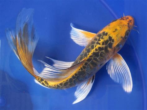 Butterfly Koi Info With Care Details And Pictures