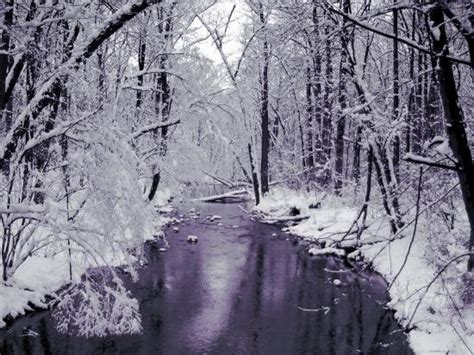 Snow Covered Trees Along Creek In Winter Landscape