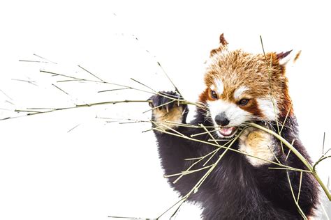 Red Panda Eating Bamboo So Cute Barbasboth Flickr