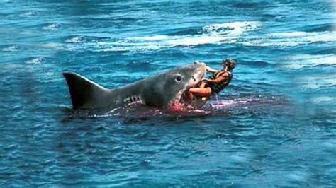 Top 3 Shark Attacks In Hawaii Top 3 Horrific Shark Attacks Great White Shark Youtube
