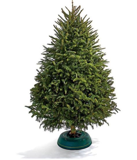 Eaglesford Christmas Tree Live Plant With Best Pot Indoor Indoor Plant