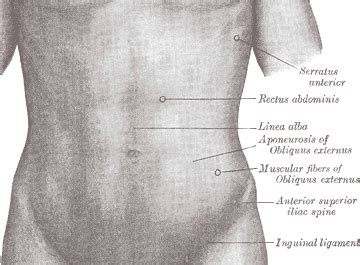 The superior angles at the top of. Trunk Region (Torso)