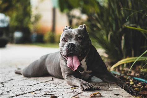 mi perro jadea mucho ¿qué le pasa ¿es normal naku 👇