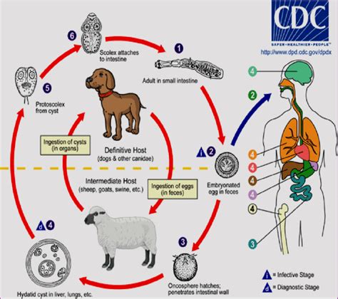 Hydatid Disease Life Cycle