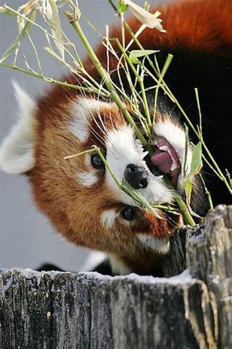 Foxy Fox Red Panda Red Panda Cute Cute Baby Animals