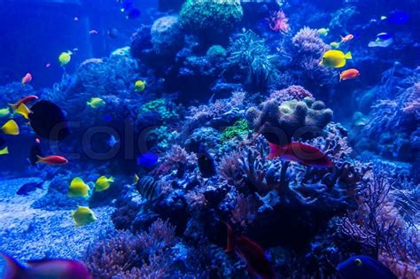 Tropical Fishes Meet In Blue Coral Reef Stock Image Colourbox