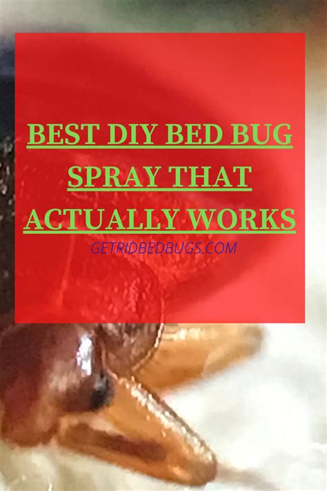 Flea bites are itchy and painful. How to get rid of bed bugs DIY sprays in 2020 | Bed bug ...