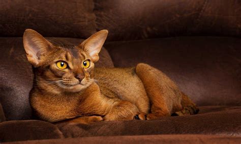 Абиссинская Кошка Фото И Цена Котята