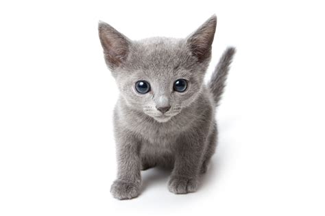 See more ideas about russian blue, blue cats, cats and kittens. Baby cat | Russian blue kitten, Russian blue, Cats and kittens