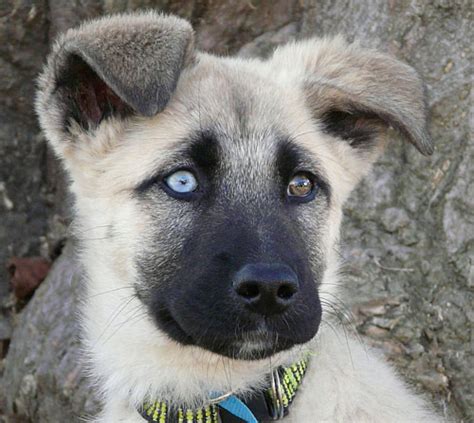 Can German Shepherds Have Blue Eyes All About Shepherds