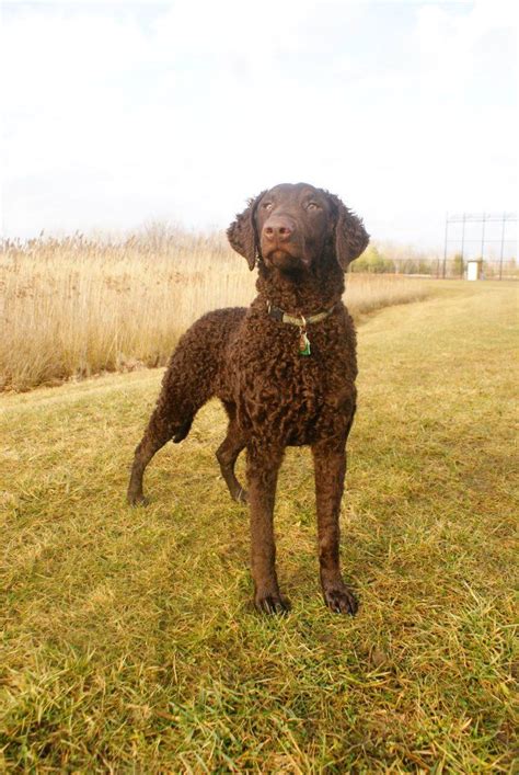 In the 19th century this breed color: Curly Coated Retriever - The first of the waterfowl ...