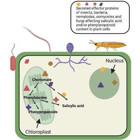 Pathogens Pulling The Strings Effectors Manipulating Plants