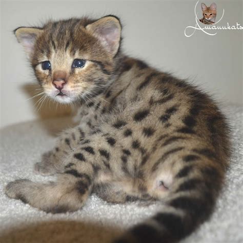 F2 Savannah Kittens Available In Ohio Savannah Cats Call 419 533 3719