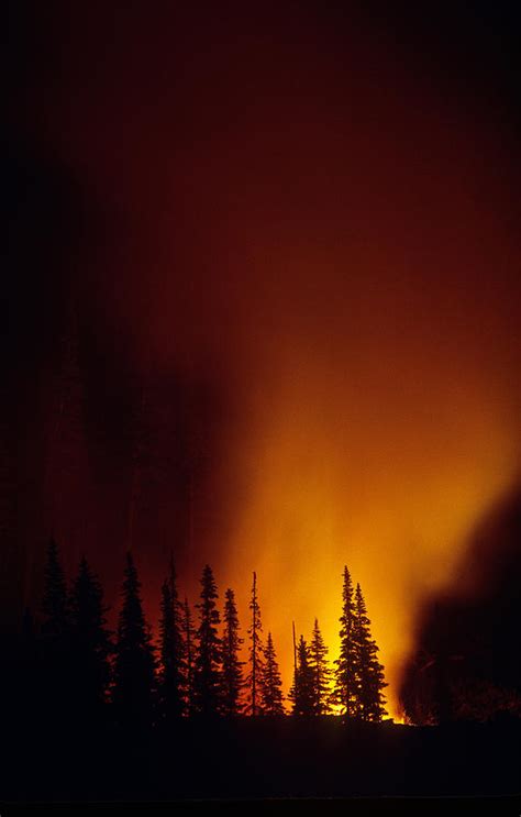 Forest Fire At Night Photograph By Thomas And Pat Leeson Pixels