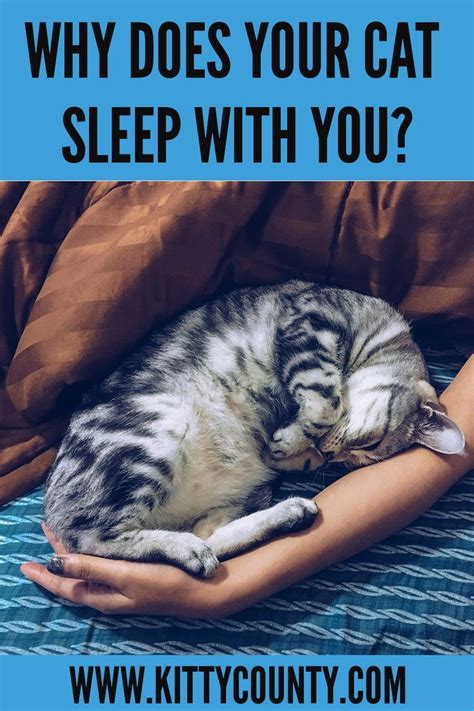 Why Does My Cat Sleep With Me Here Are The 7 Reasons Kitty County