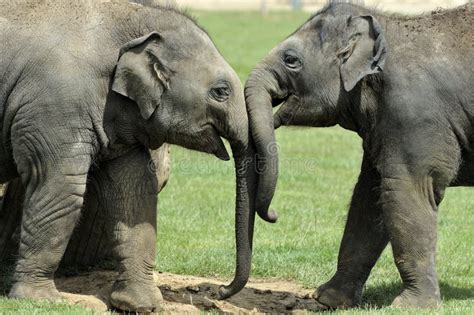 2 Elephants Greeting Each Other In The Savannah Of Etosha National Park