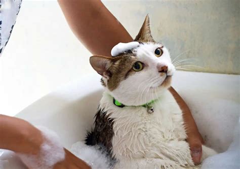 How To Make Bathing Your Cat Fun How To Bathe Cats